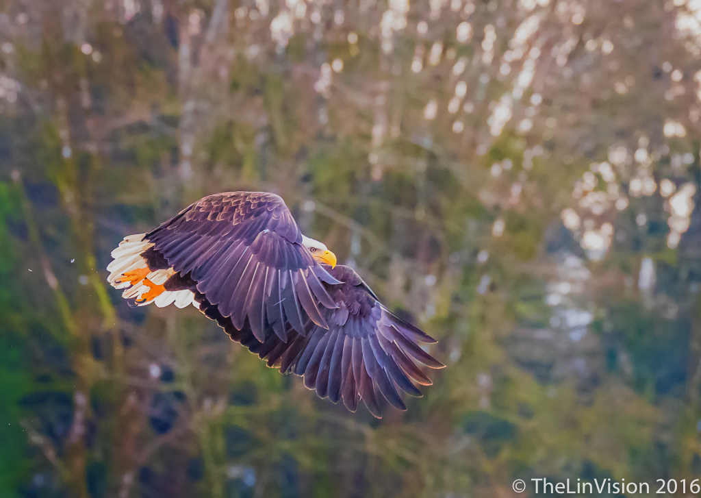 #5 - Ning Lin - "Bald Eagle Flying" - Nooksack River, WA